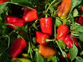 bell pepper